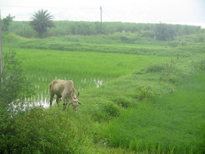 Shirdi_malshej_ghat_ghoti_maharashtra (13)